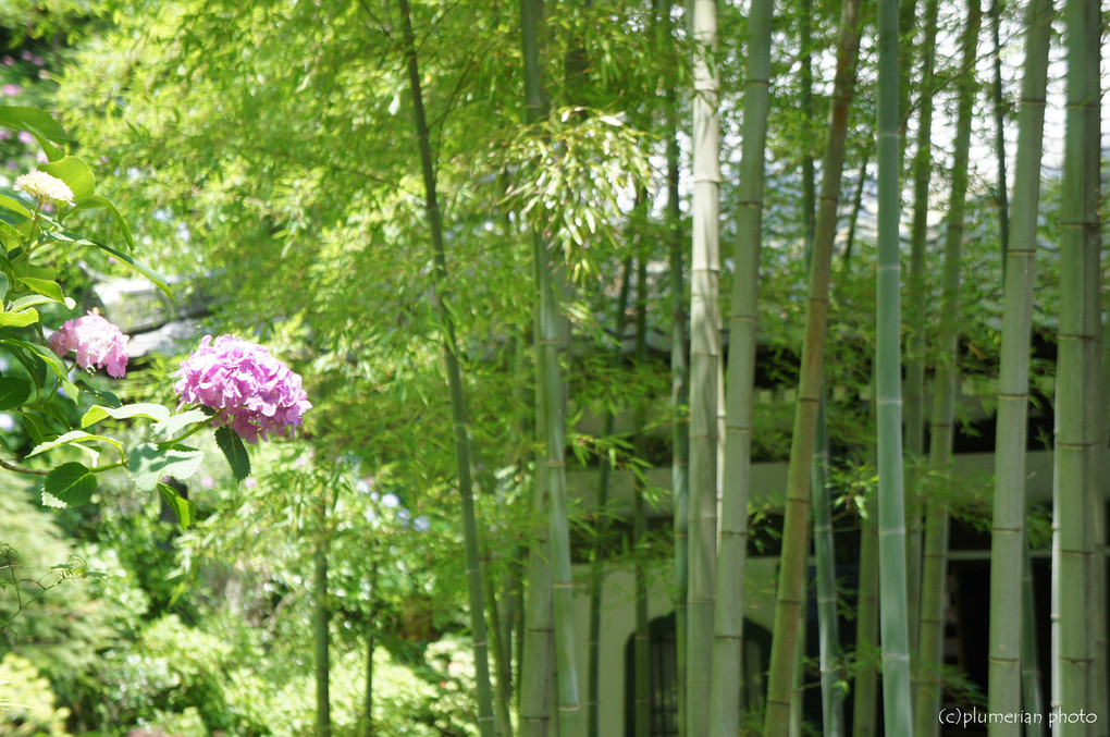紫陽花と竹