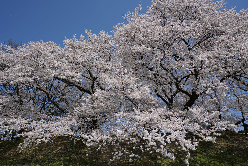 背割堤の桜