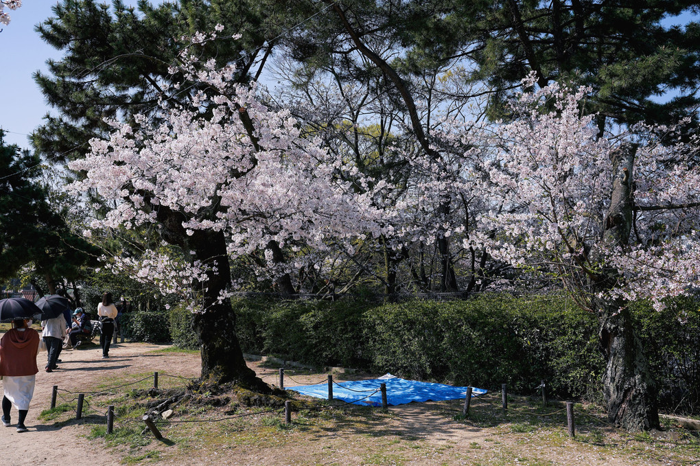 桜　2023　（１５）