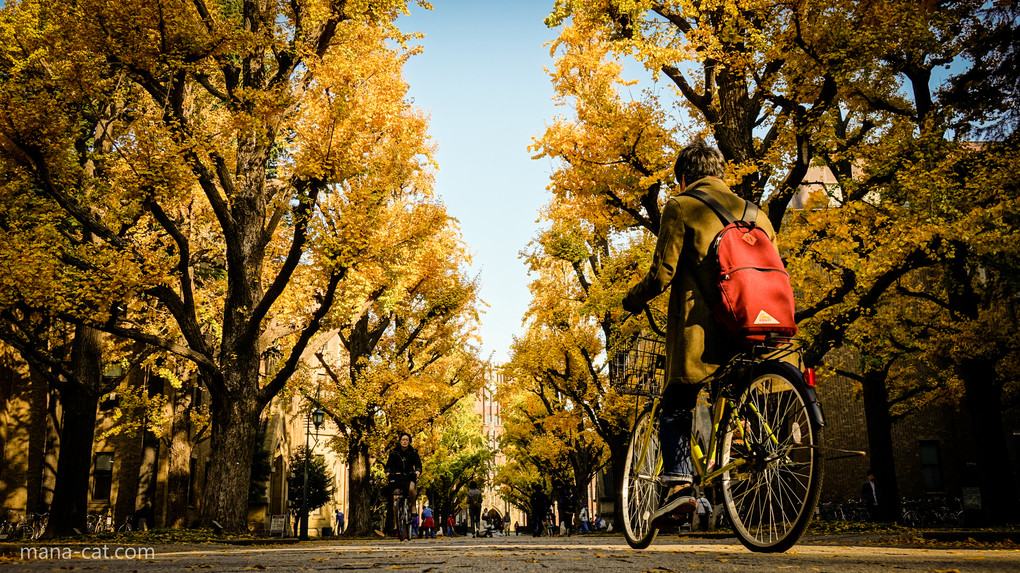 自転車と銀杏並木