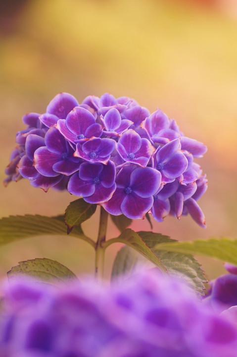 魅惑の紫陽花
