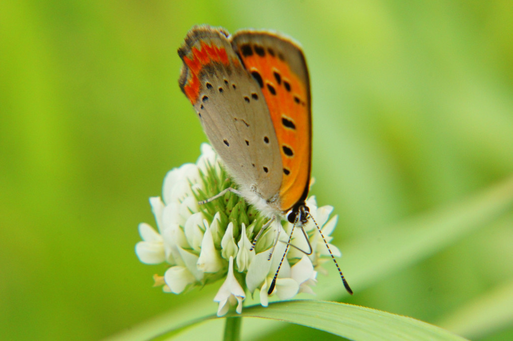 里山の蝶たち