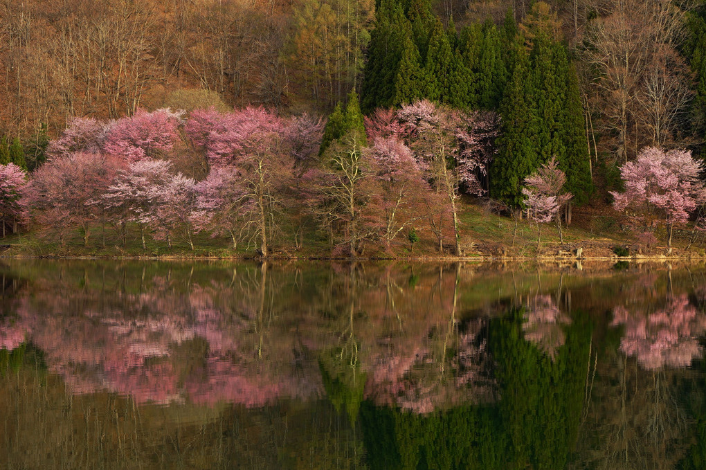 中綱湖・桜の季節