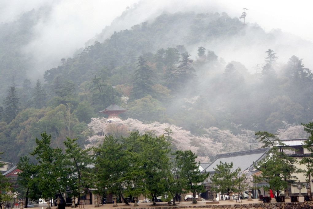 厳島神社の桜