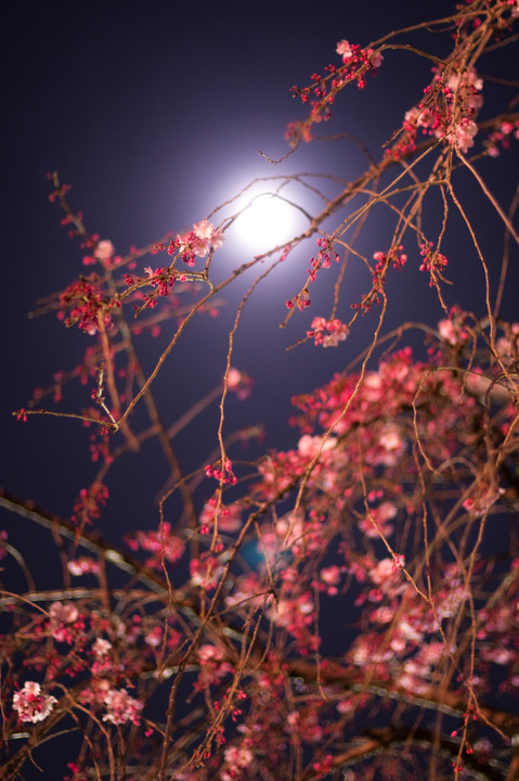 桜　－月夜の輝き