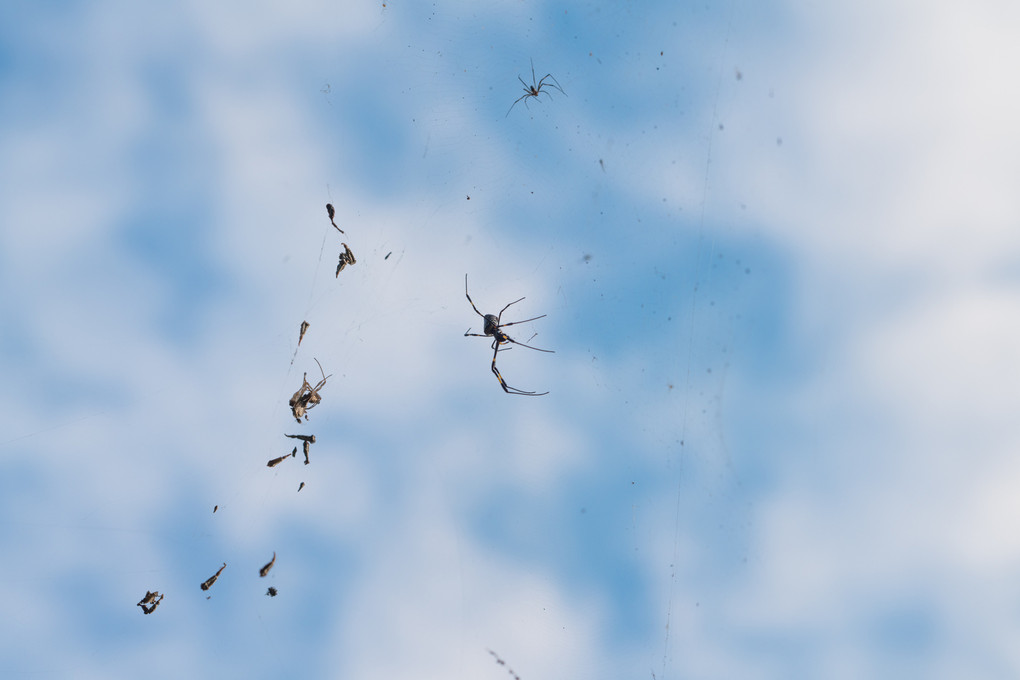 spiders in the air