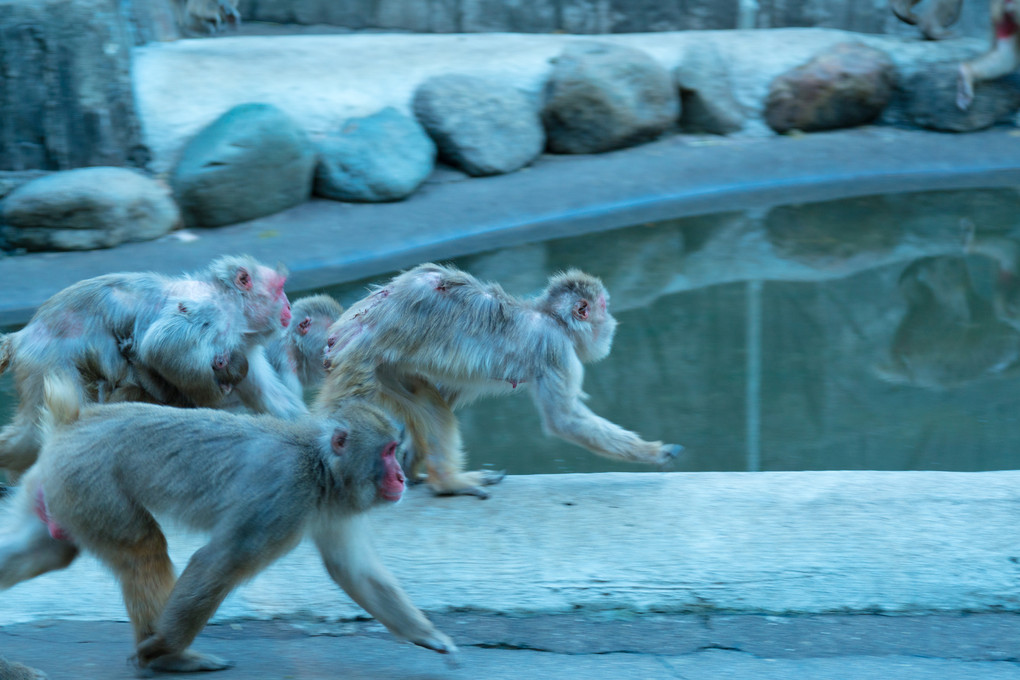 お猿さんたち＠リーゼントクラブ☆秋の大遠足＠多摩動物園