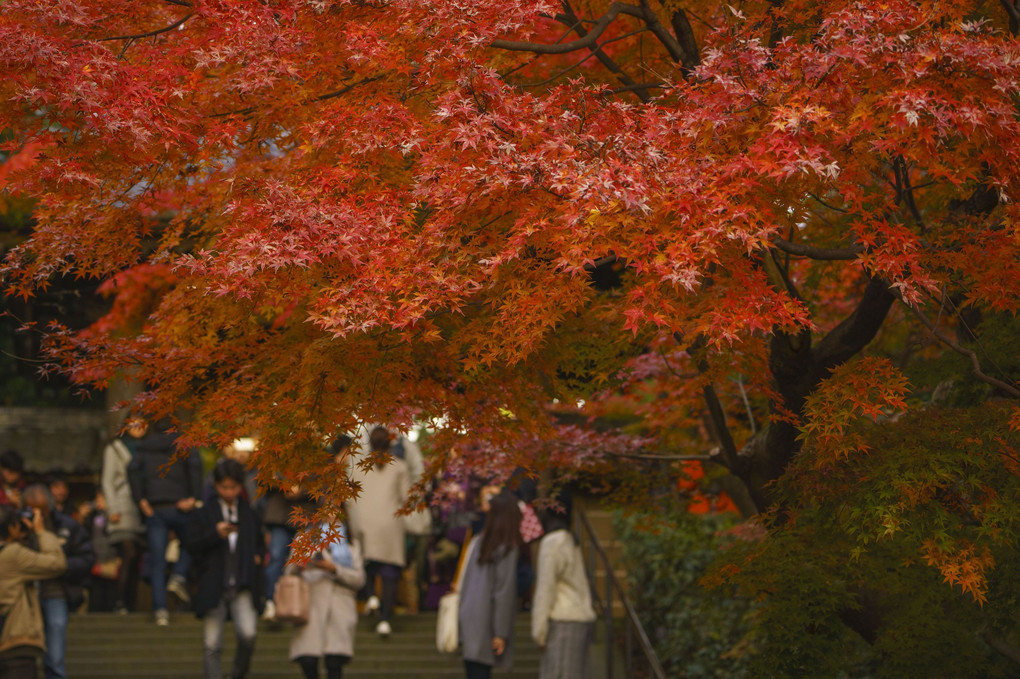 鎌倉の紅葉週末が見頃です♪