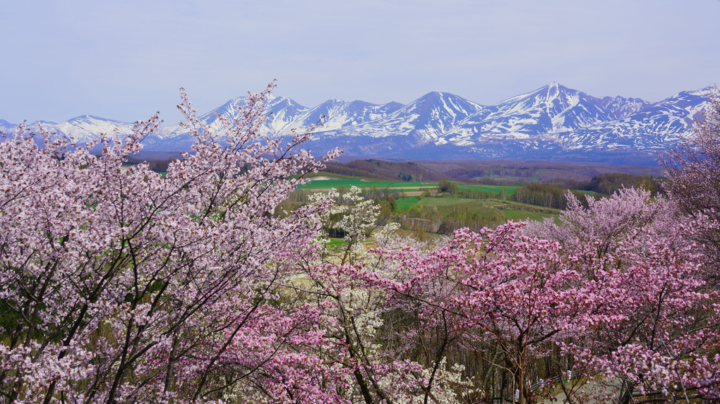 桜と雪山　-深山峠さくら園-