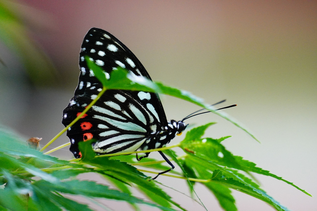 美しい害蝶・アカボシゴマダラ