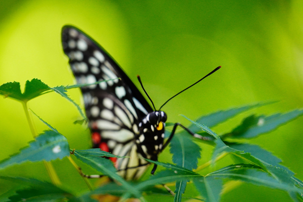 美しい害蝶・アカボシゴマダラ