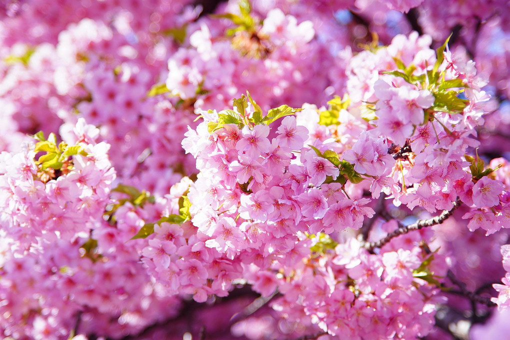 梅と桜と蜂と・・・・むせ返るような桜色