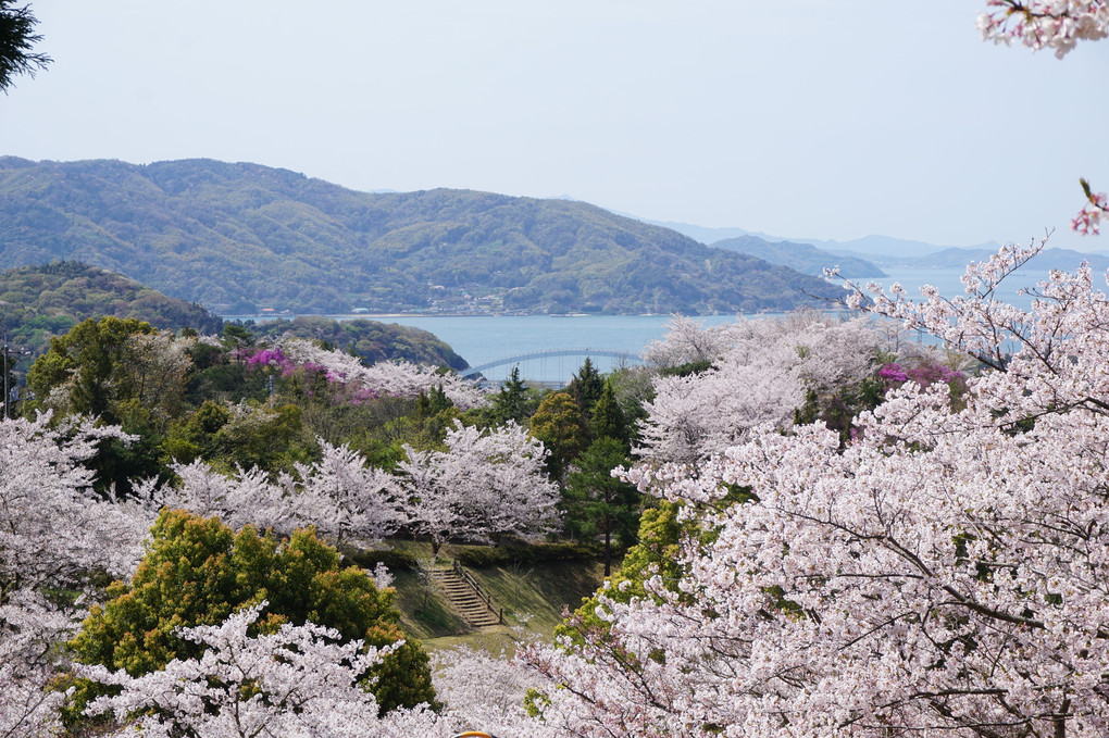 しまなみ海道 桜巡り ～伯方島～