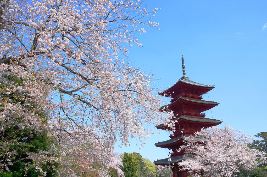 東京・五重塔・桜
