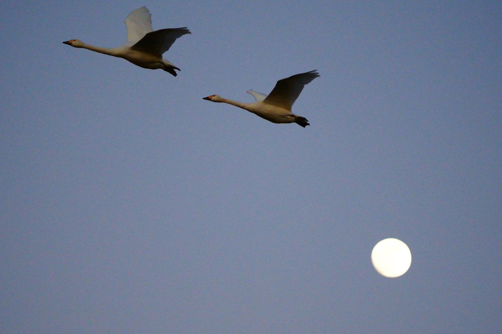 月と白鳥