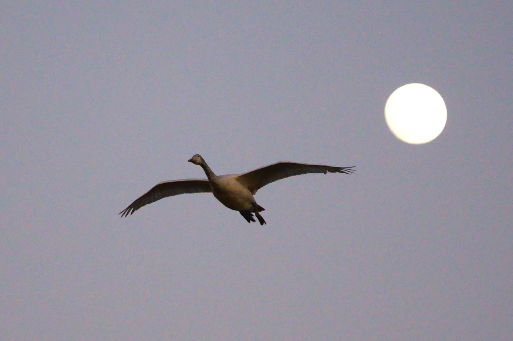 月と白鳥