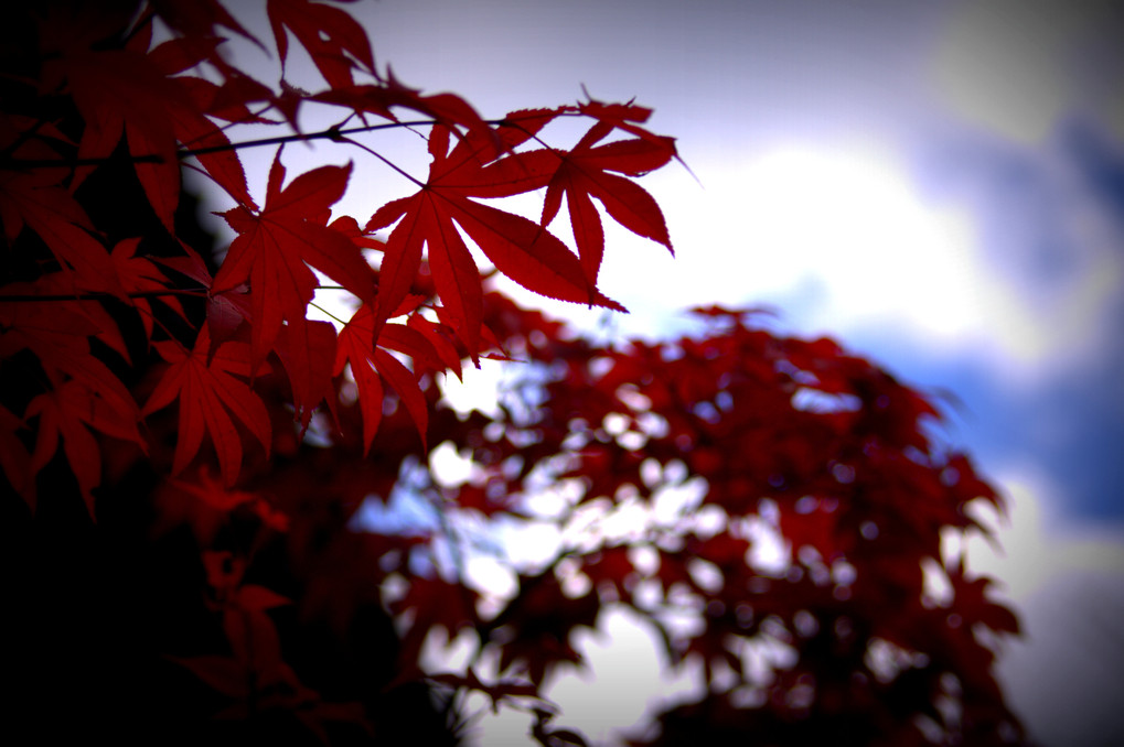 紅葉と空