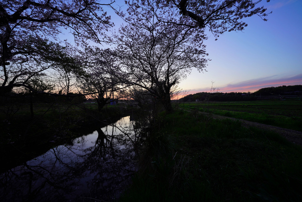 田んぼの桜並木　夕景