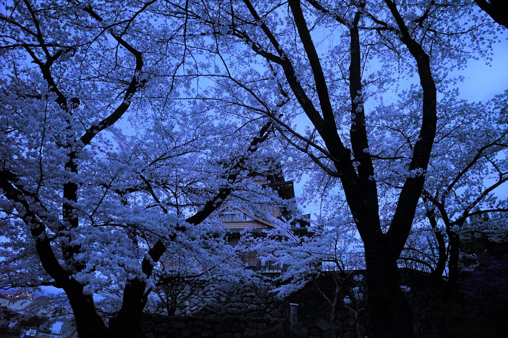 夜明けの桜　５