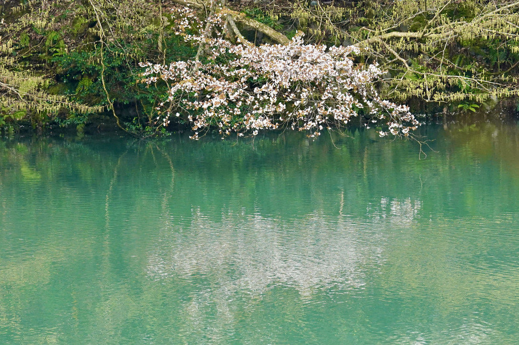 揖斐川、久世ダム湖の春