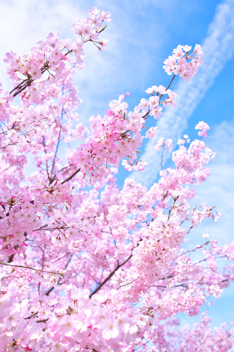 桜咲く、心地よい季節ですね