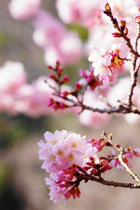 春めき桜：Ｐ2