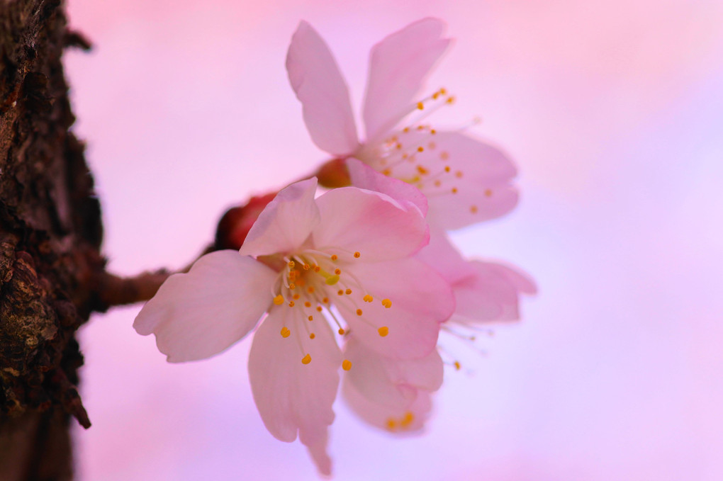 春めき桜：Ｐ2