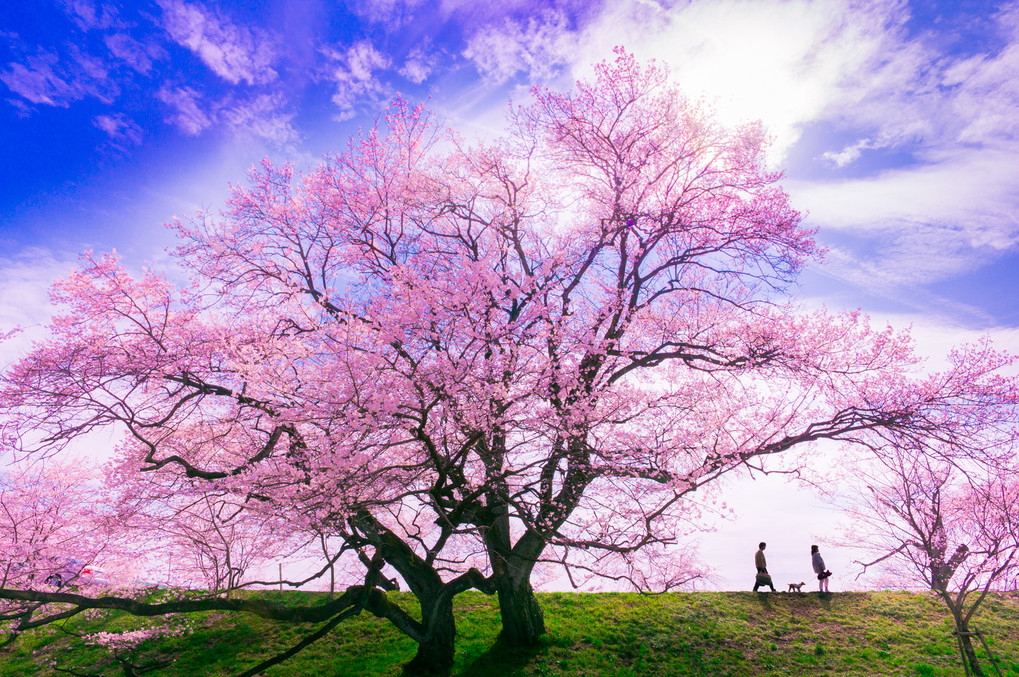 桜の花が咲く頃に