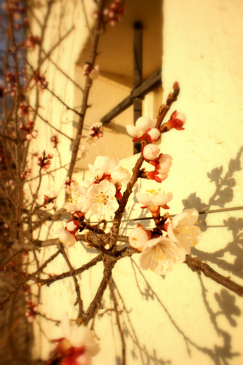 Aprikosen 花の巻