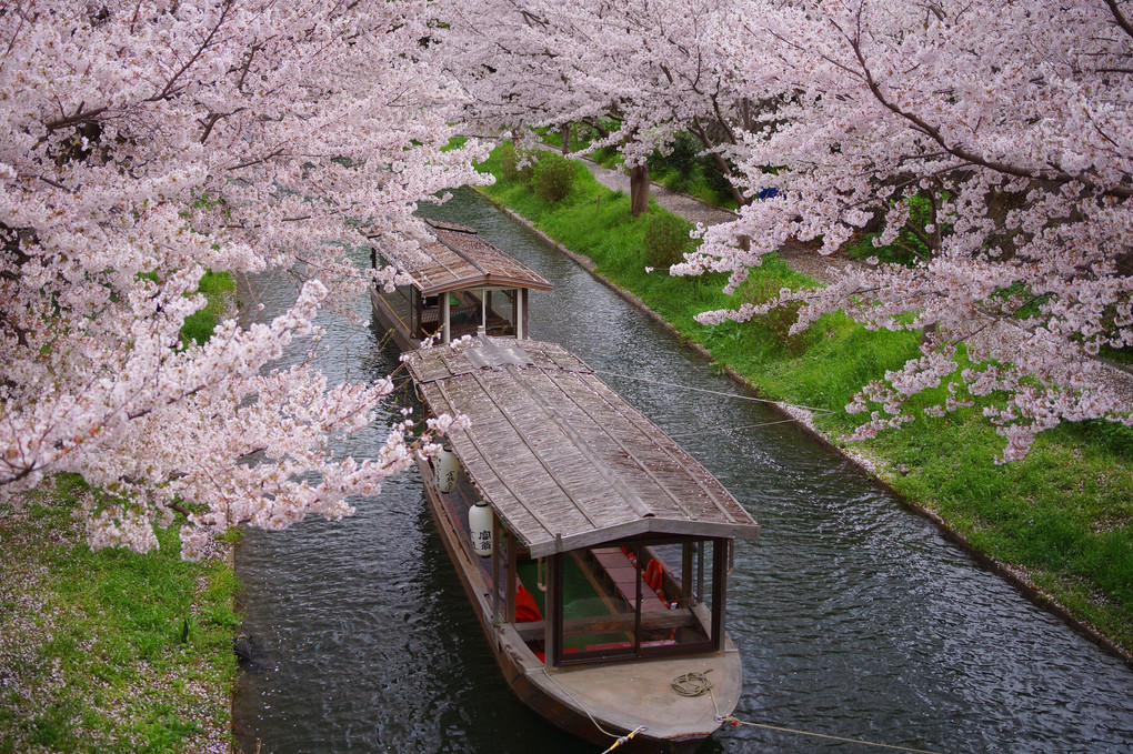 桜の川渡り