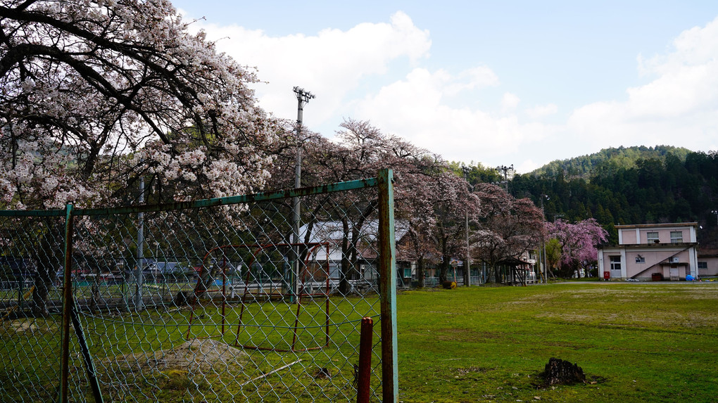 桜咲く廃校の庭