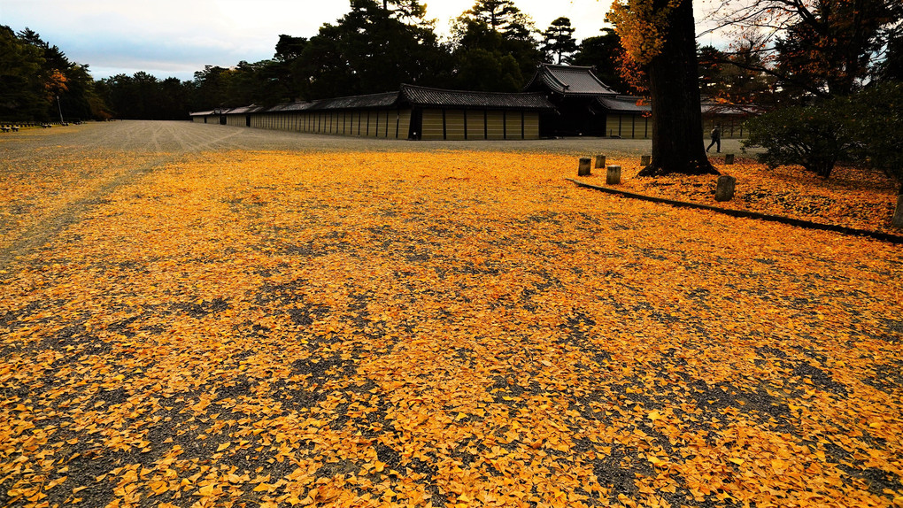 京都御苑の銀杏の絨毯