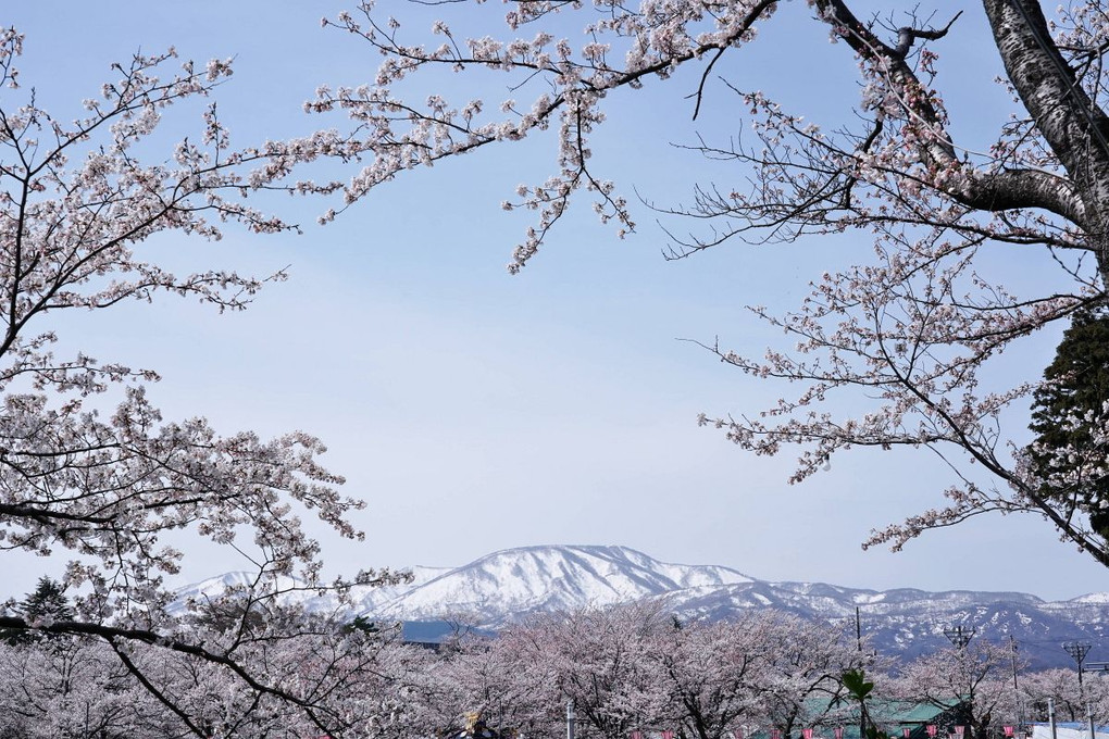 高田公園の桜