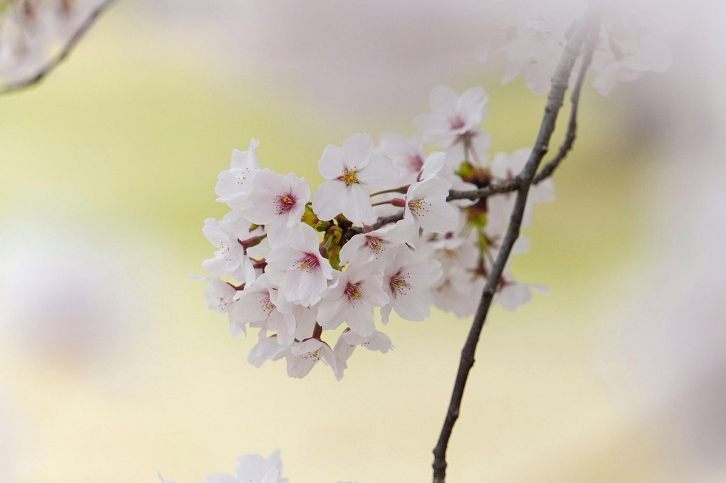 上堰潟の桜と菜の花