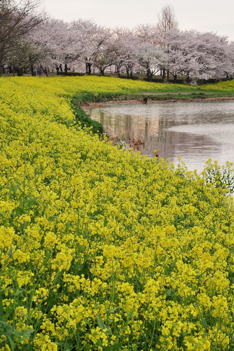 上堰潟の桜と菜の花