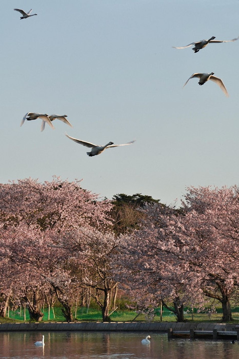 桜と白鳥