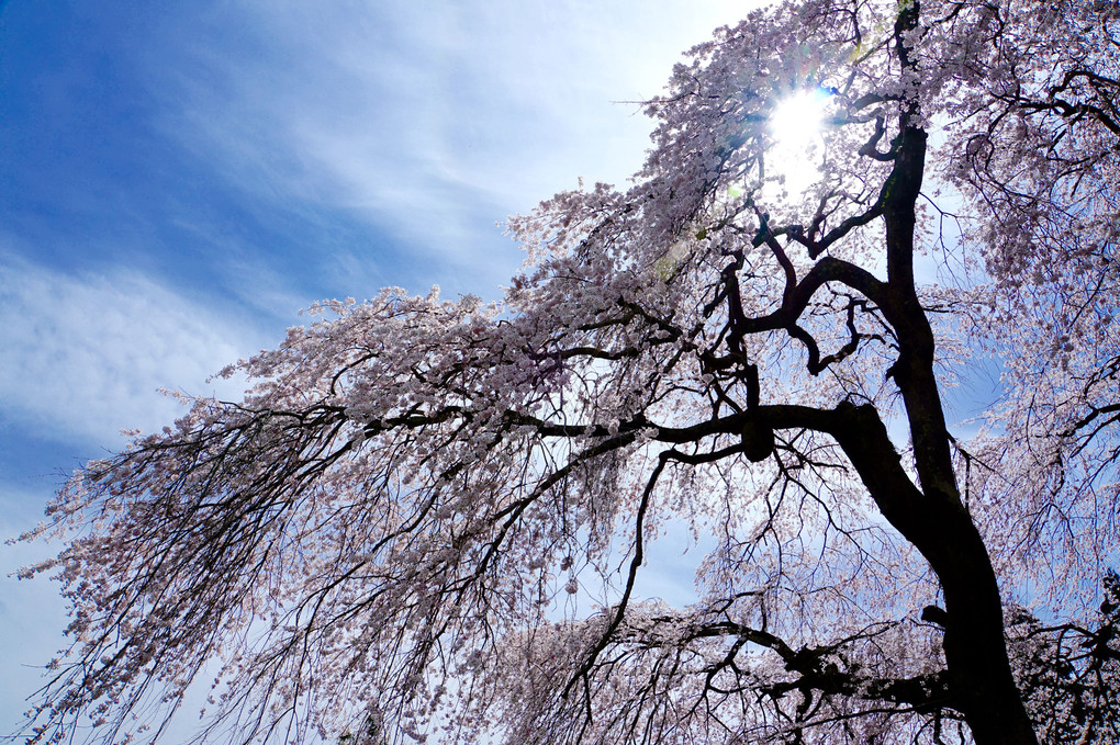 関場の枝垂れ桜