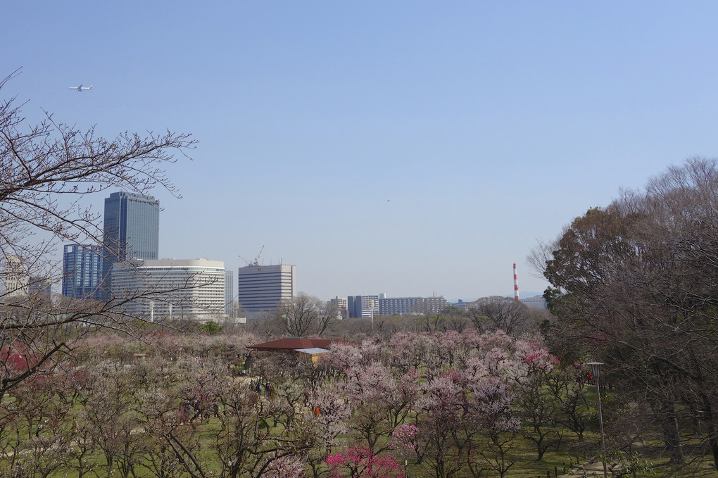 大阪城公園の梅