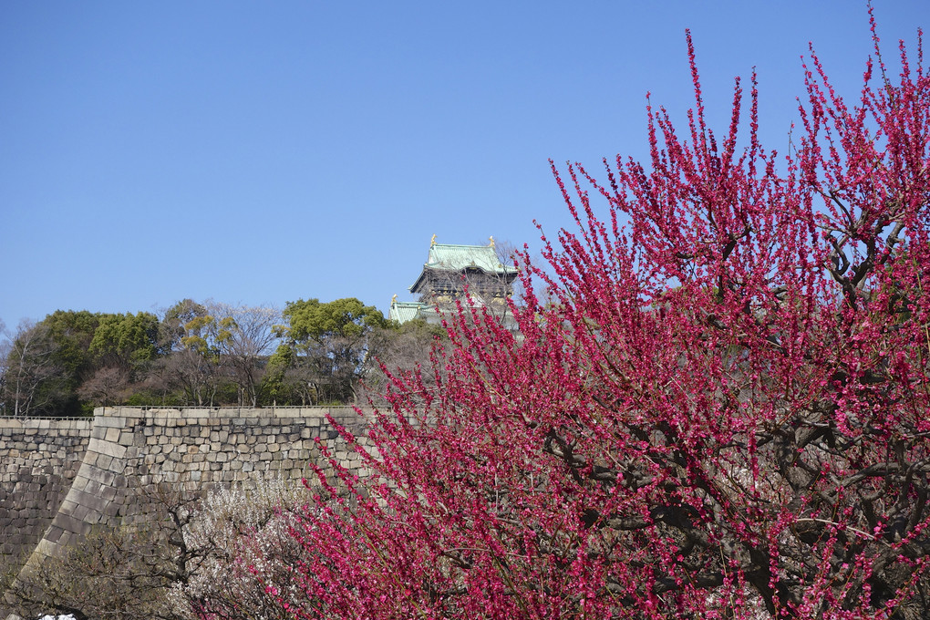 大阪城公園の梅