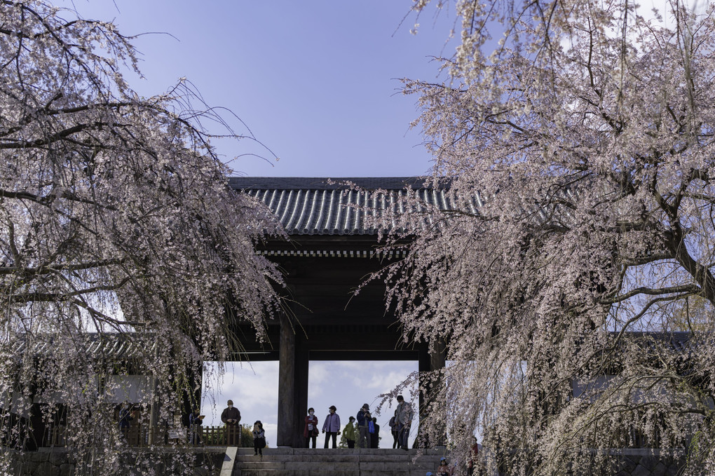 東郷寺と枝垂れ桜