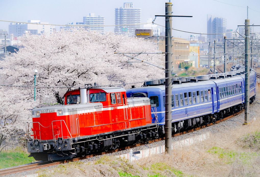 桜と赤いディーゼル機関車列車