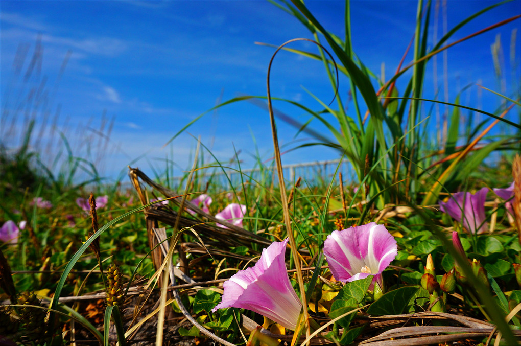 海辺の花