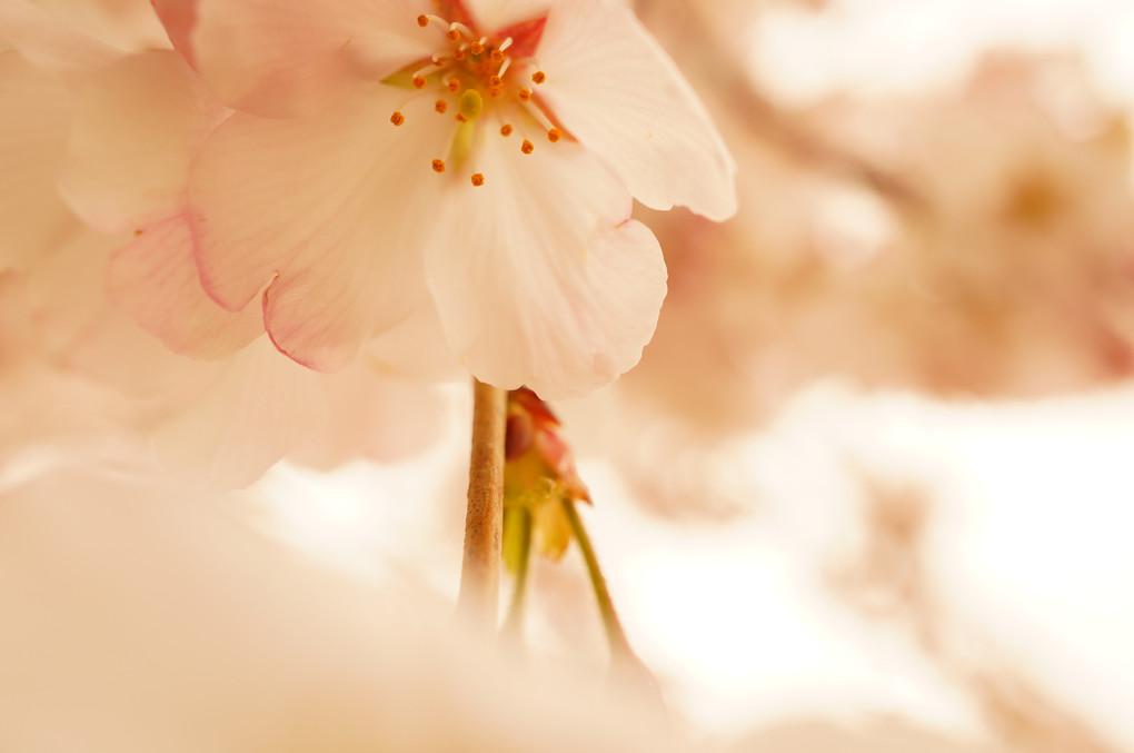 桜の想い