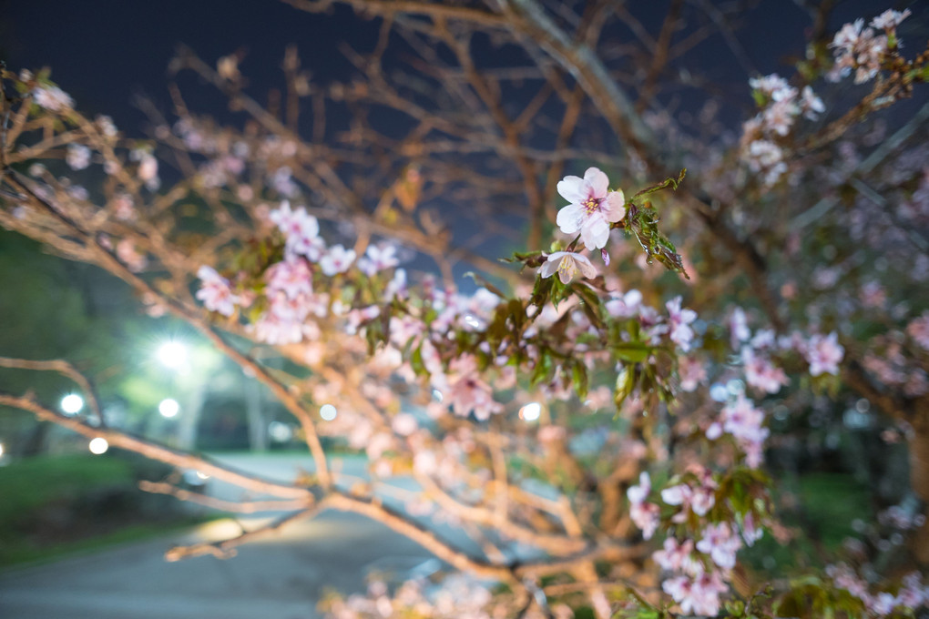 札幌夜桜Night