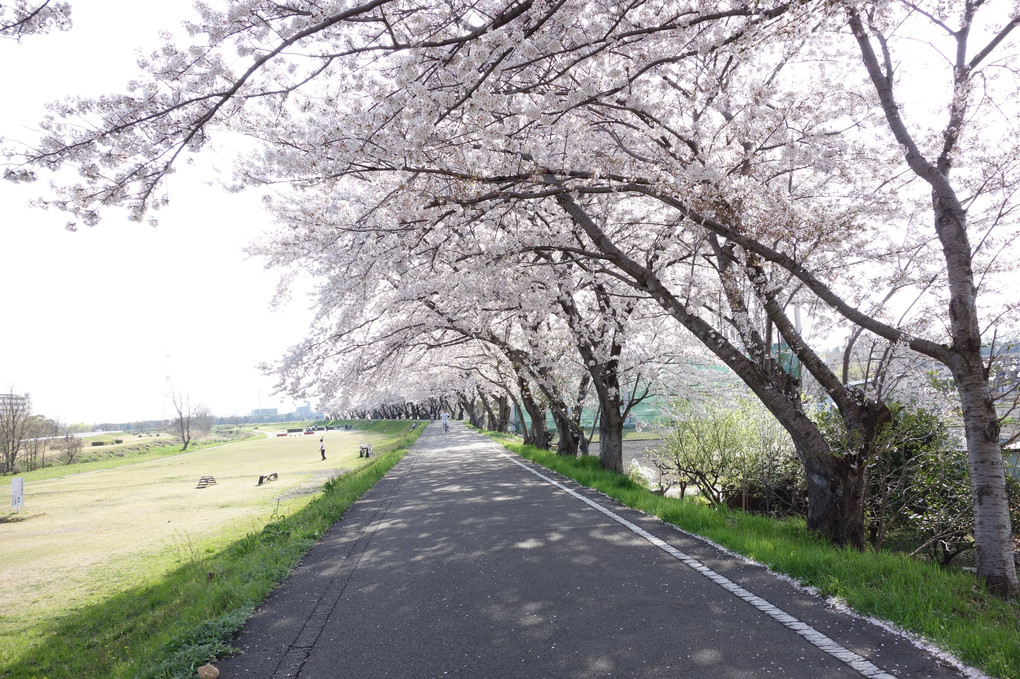 桜並木のサイクリング