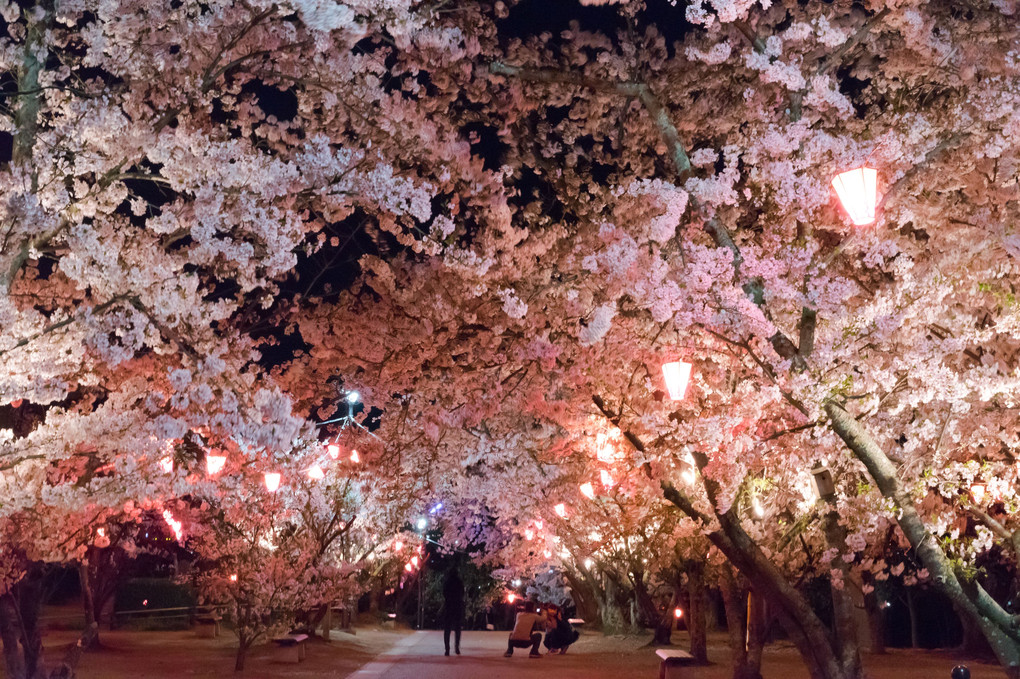 早島の夜桜