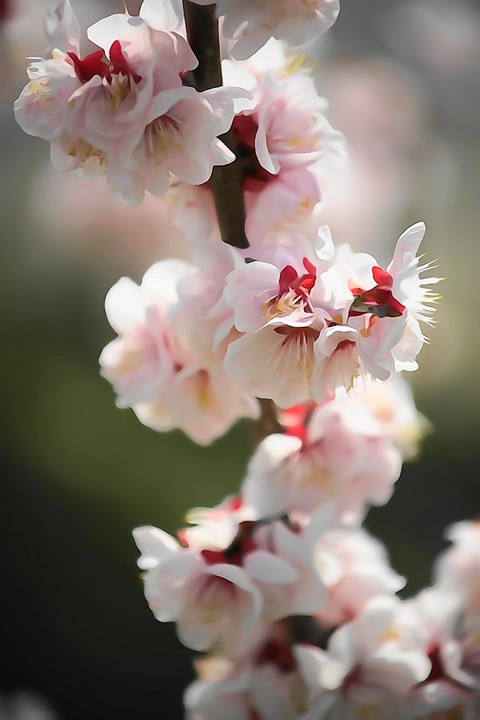ワンズ デジタル一眼カメラ撮影会「梅の花」@みとろフルーツパーク