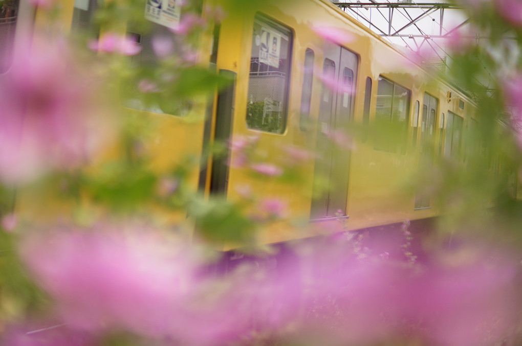 Flower train２
