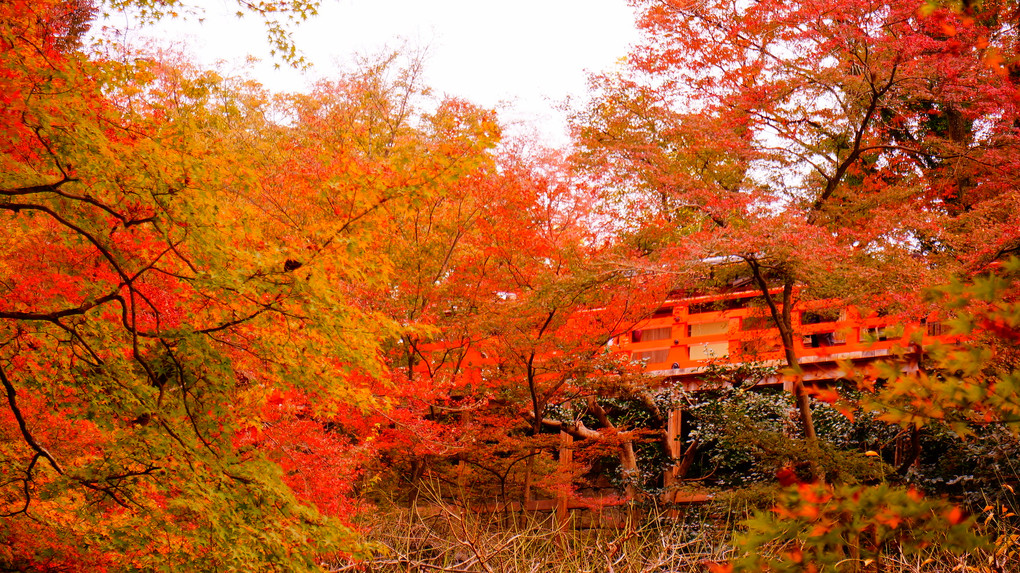 秋の京はどこも美し…