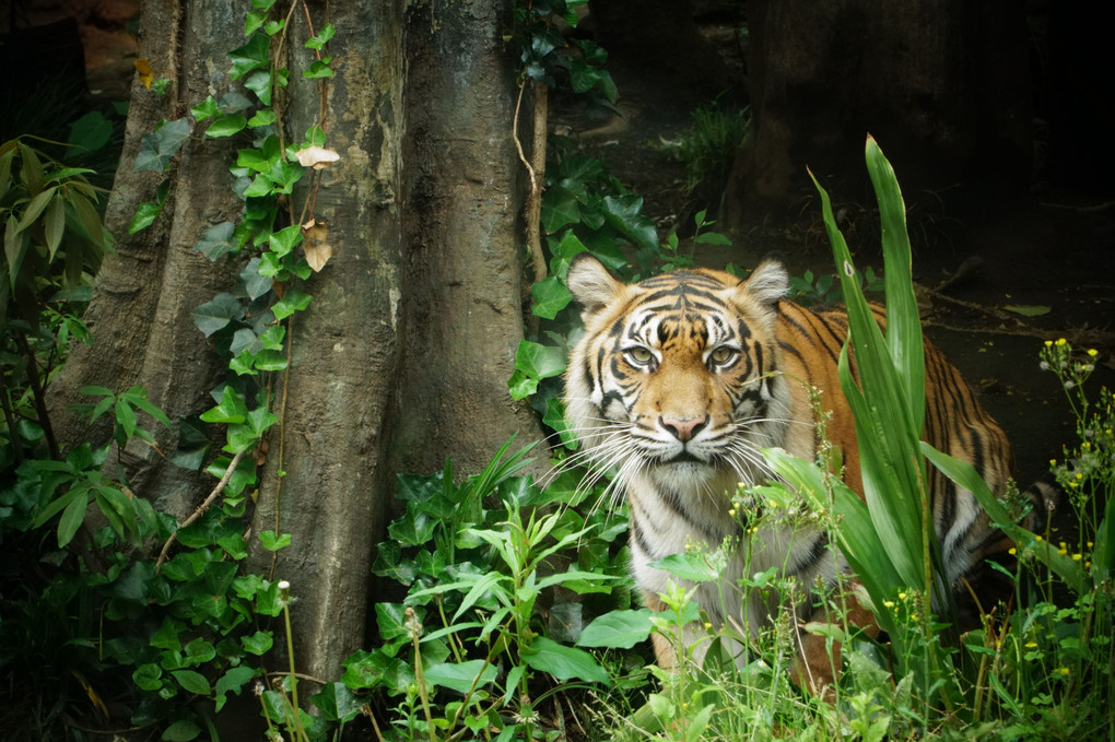 上野動物園の虎